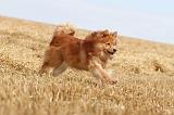 CHIEN FINNOIS DE LAPONIE 238